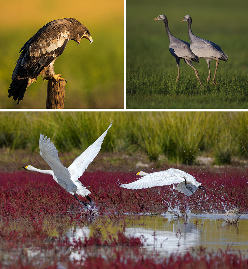 khustai national park 